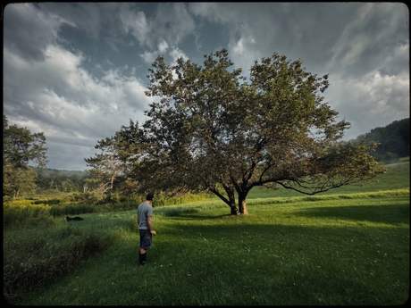 the apple tree